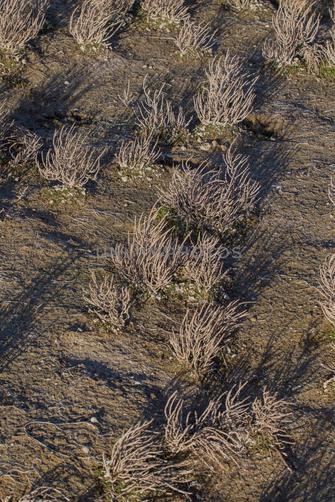 Close up view of dry low tide grass in the beach.