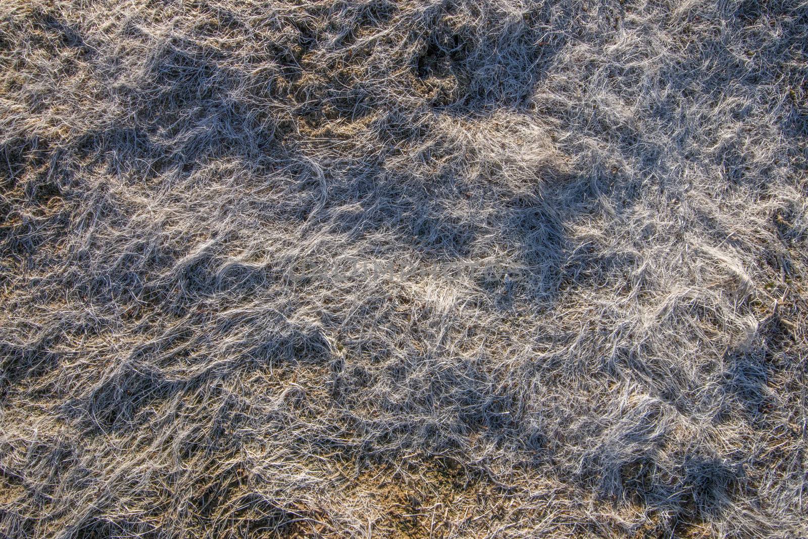 Close up view of dry low tide grass in the beach.