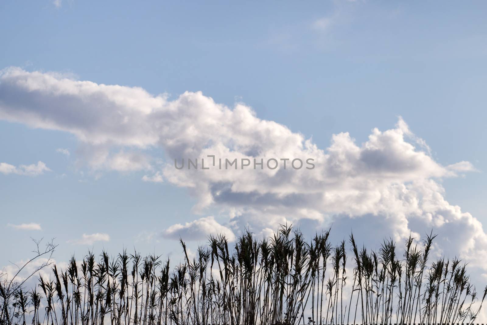 tall grass in the swamps by membio
