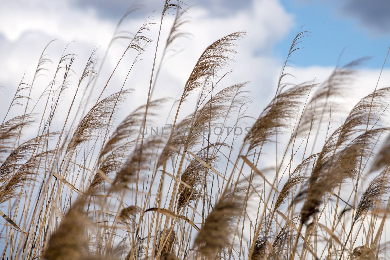 Tall grass growing the wetlands, marshlands in the Algarve region.