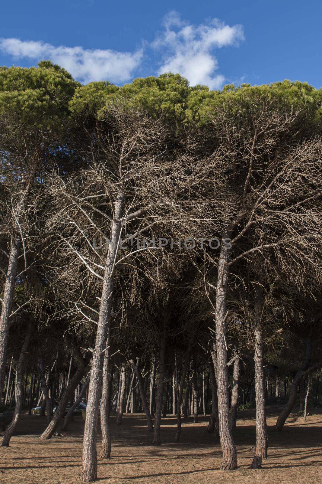 Typical coastal pine trees in the Algarve region, Portugal.