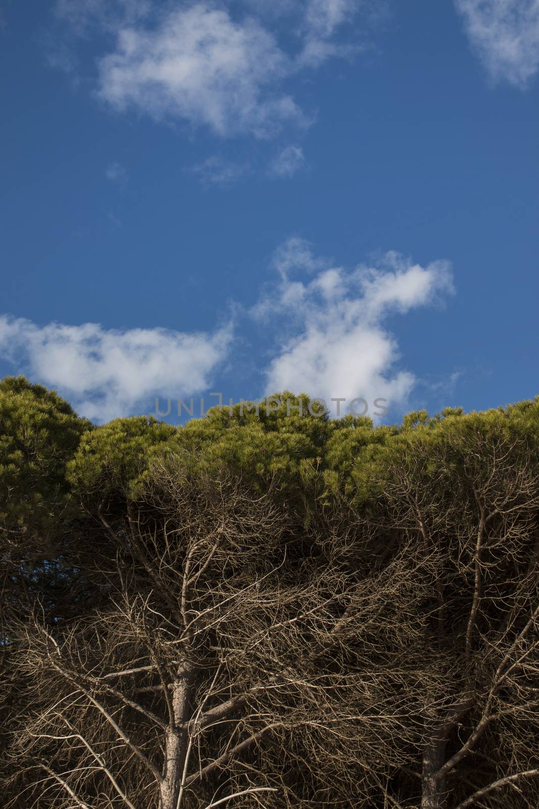 Typical coastal pine trees by membio