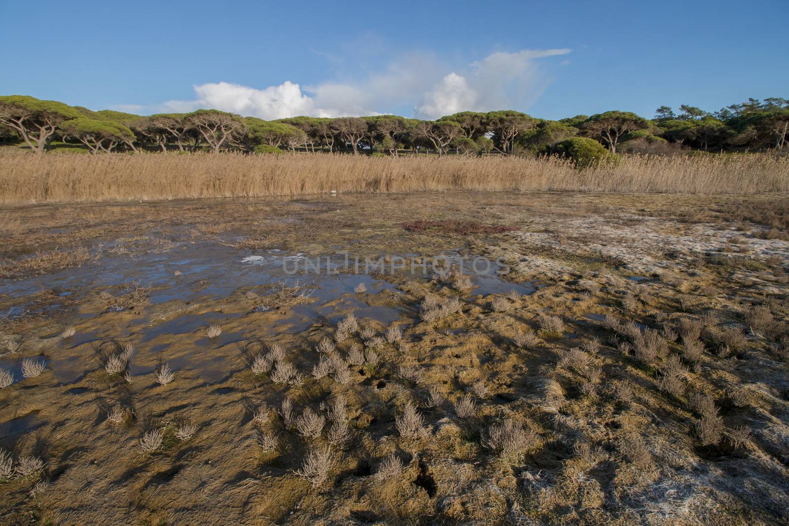 Typical low tide marshland landscape on the Algarve region, Portugal.