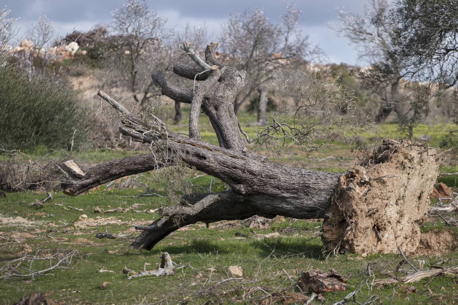 View of a olive tree ripped to the root level.