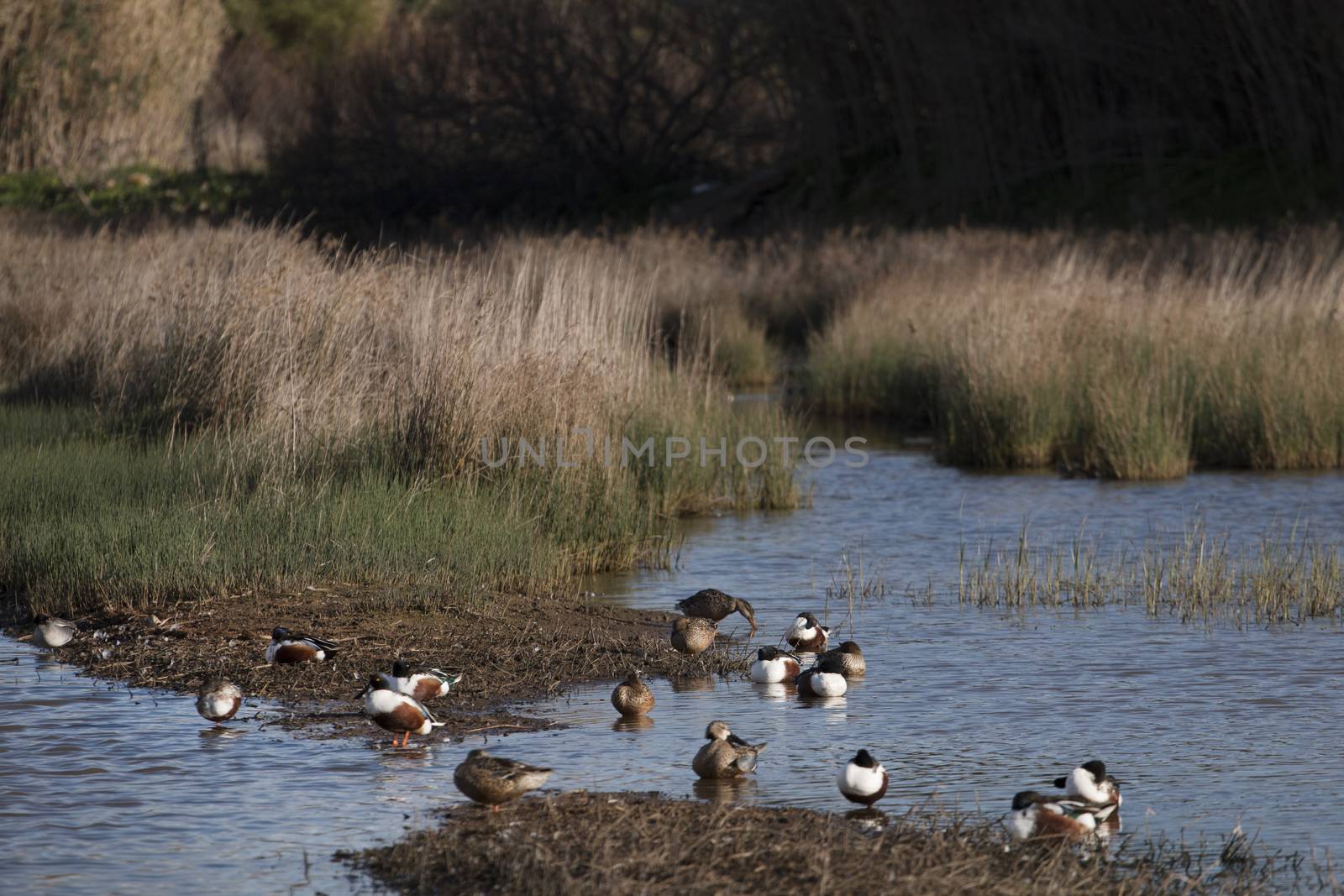 View of several ducks in the marshlands of Quarteira region, Algarve, Portugal.