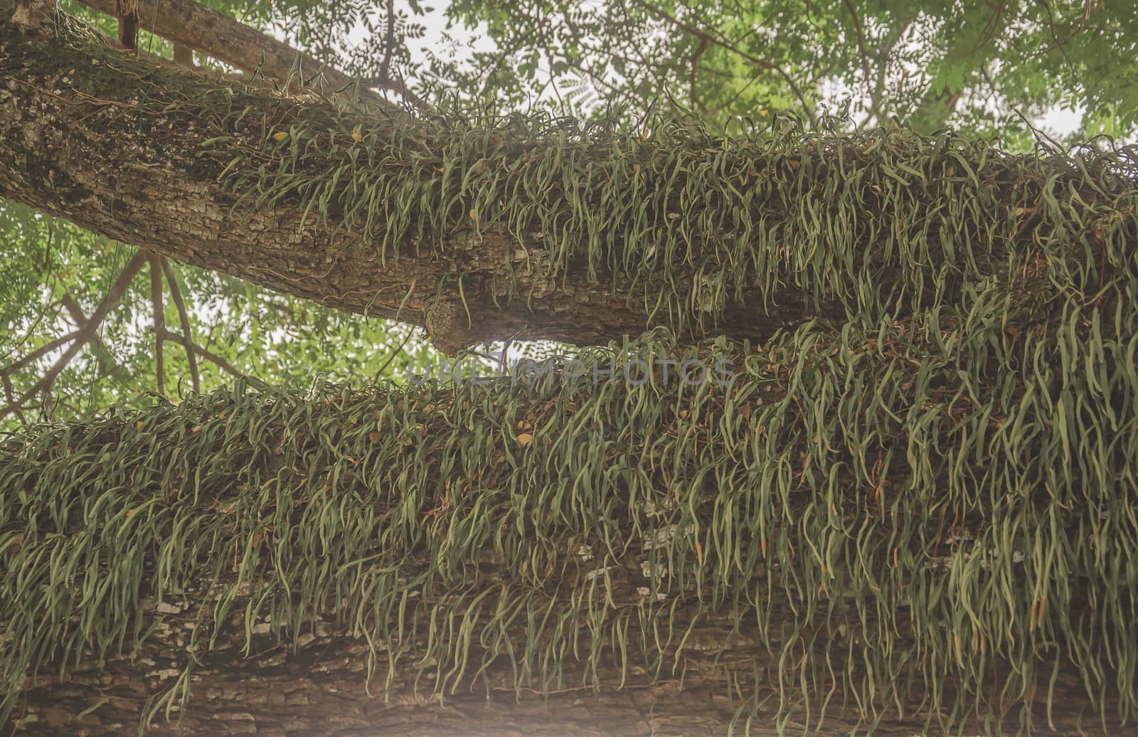 Parasitic on the tree banyan beautiful beauty