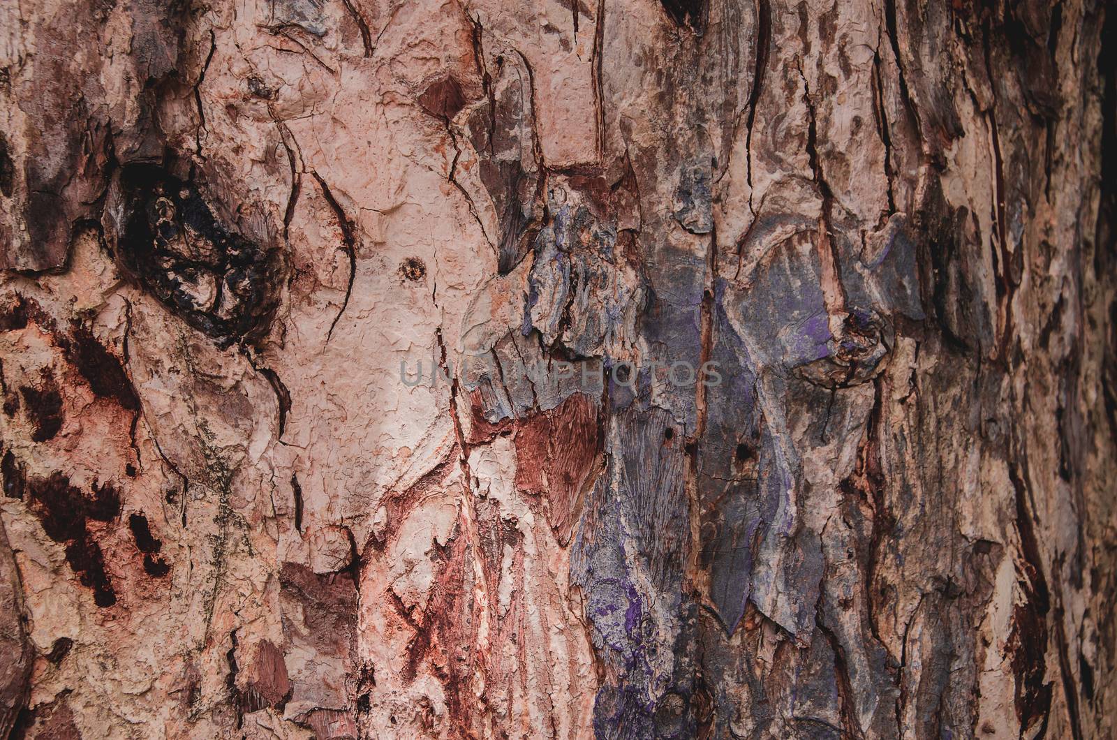 Claw Bark natural summer travel tree view wildlife, wood closeup