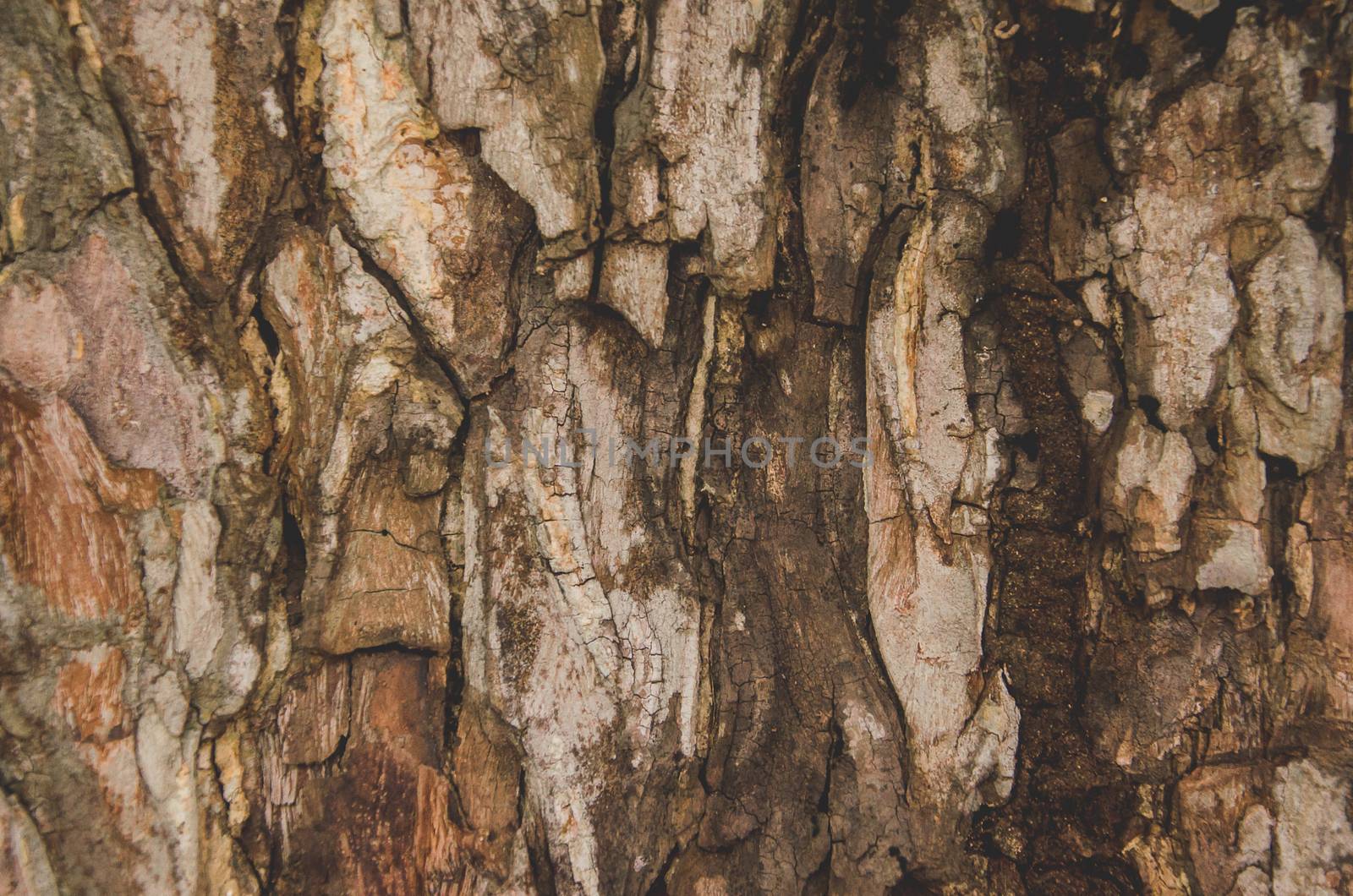 Claw Bark natural summer travel tree view wildlife, wood closeup