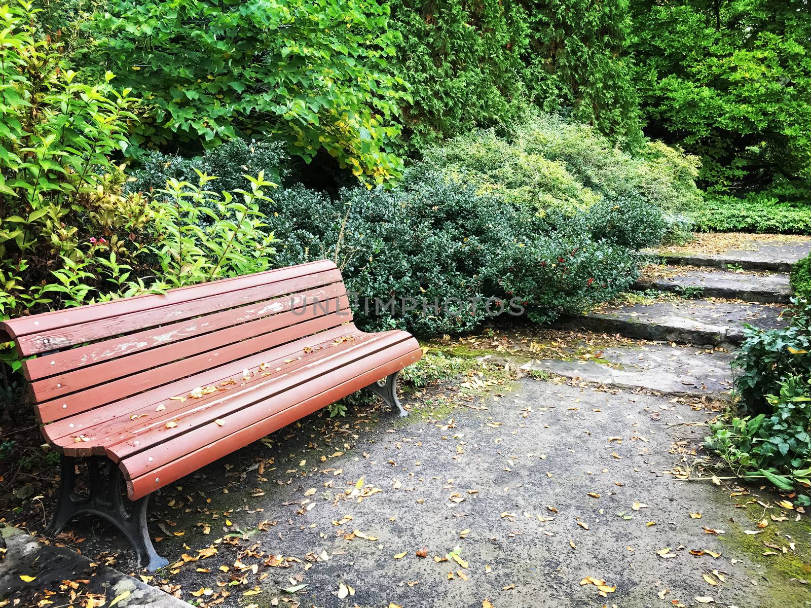 Wooden bench in a peaceful garden in early autumn.