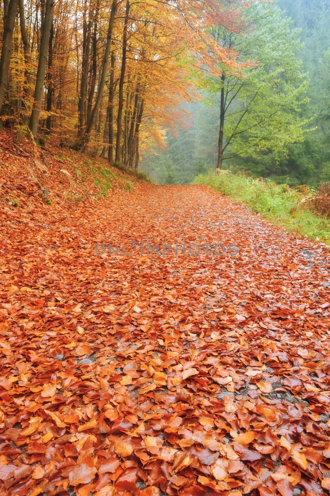 Autumn road leading misty forest with fallen leaves