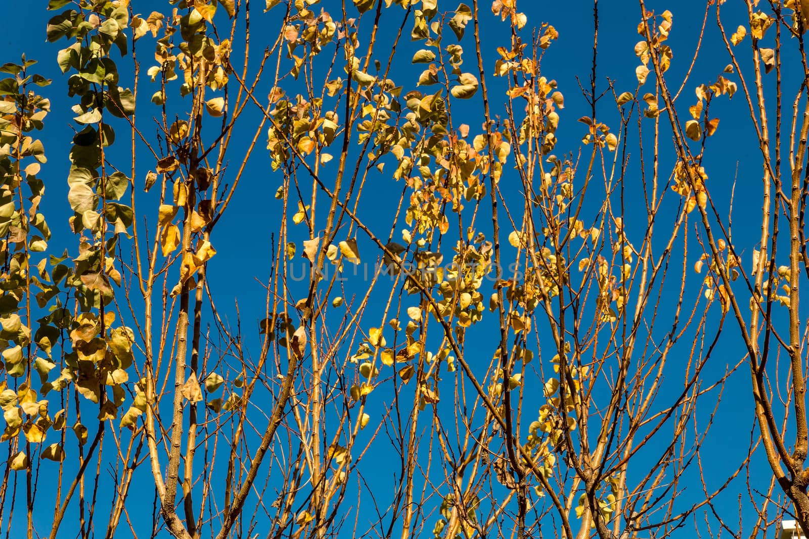 branches of trees by alanstix64