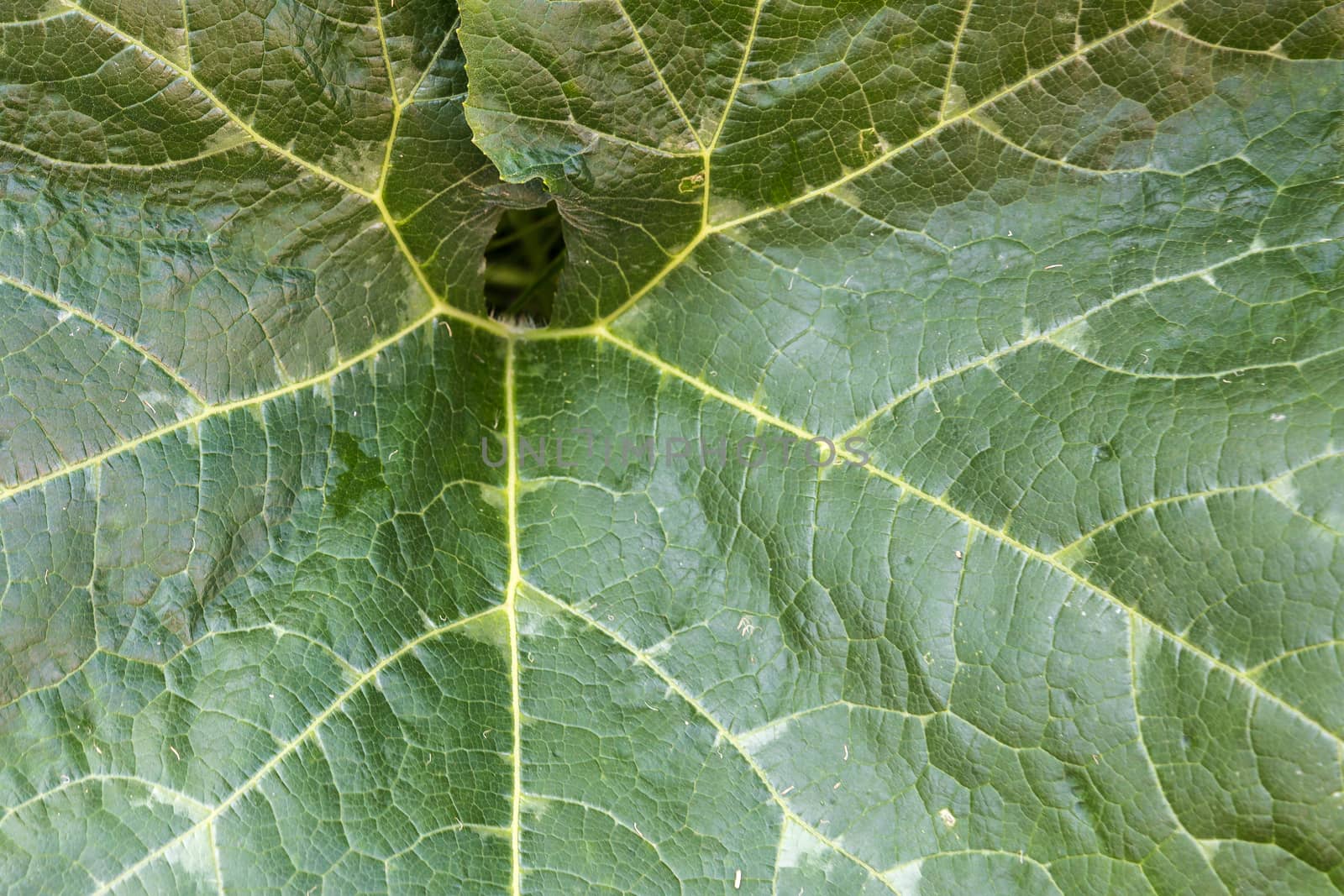 Summer: the detail of a pumpkin leaf
