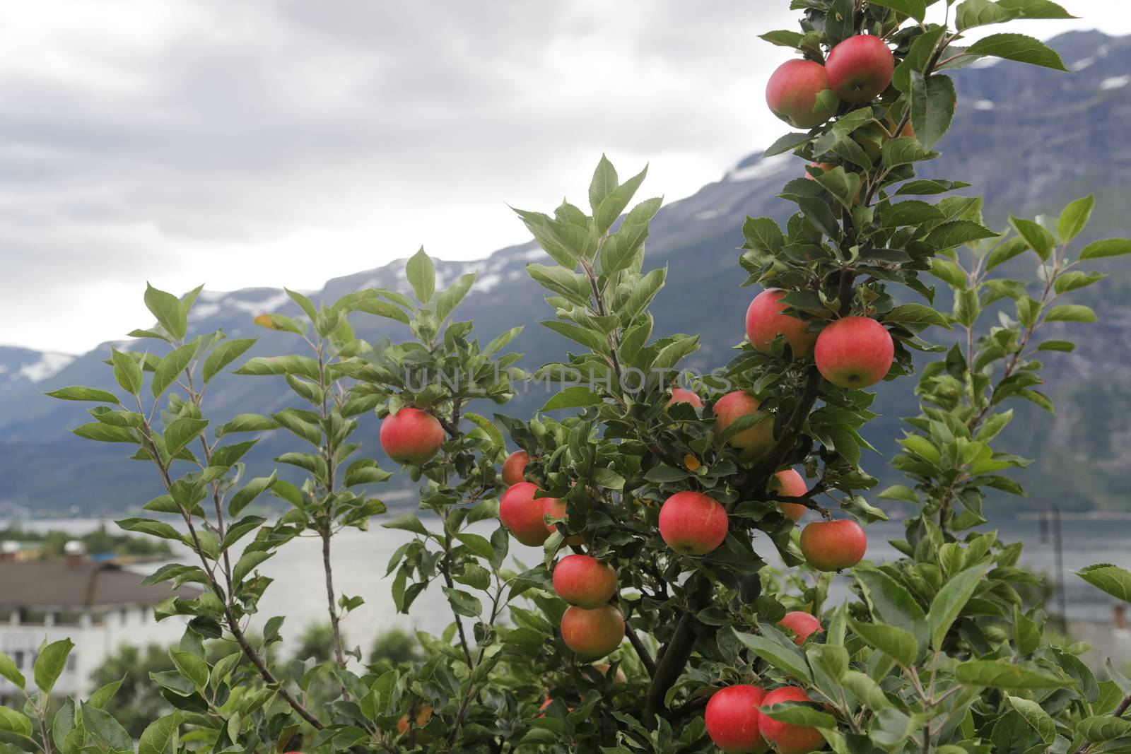 Apple tree gardens in Lofthus around the Hardanger fjord