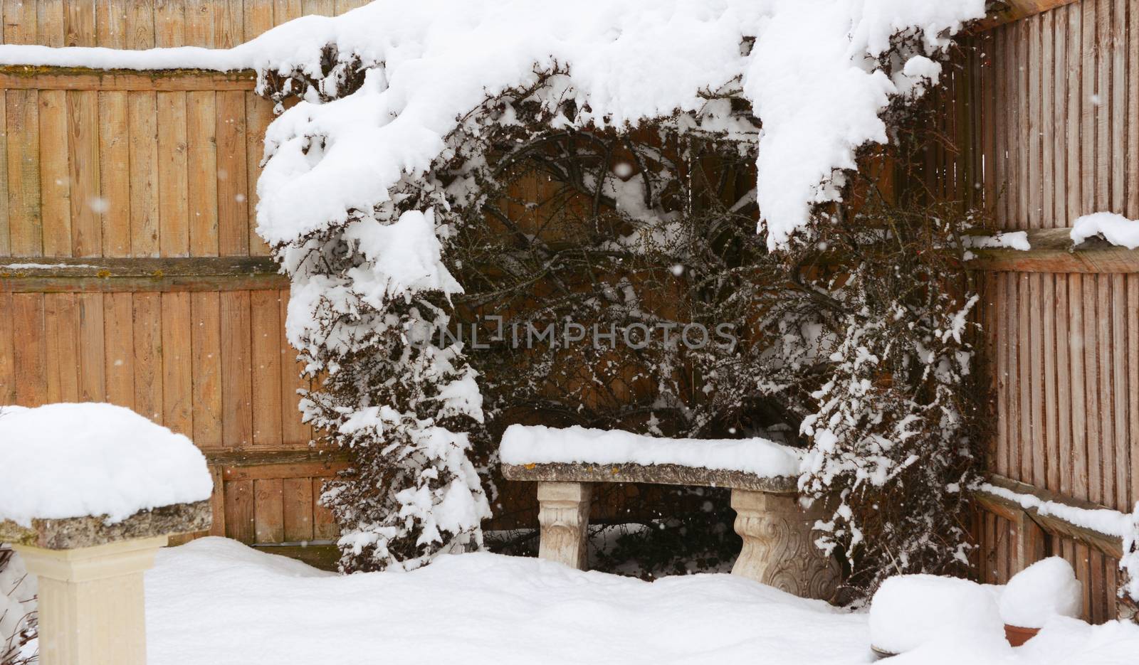 Stone bench covered in snow, surrounded by snowy cotoneaster hedge in a rural garden