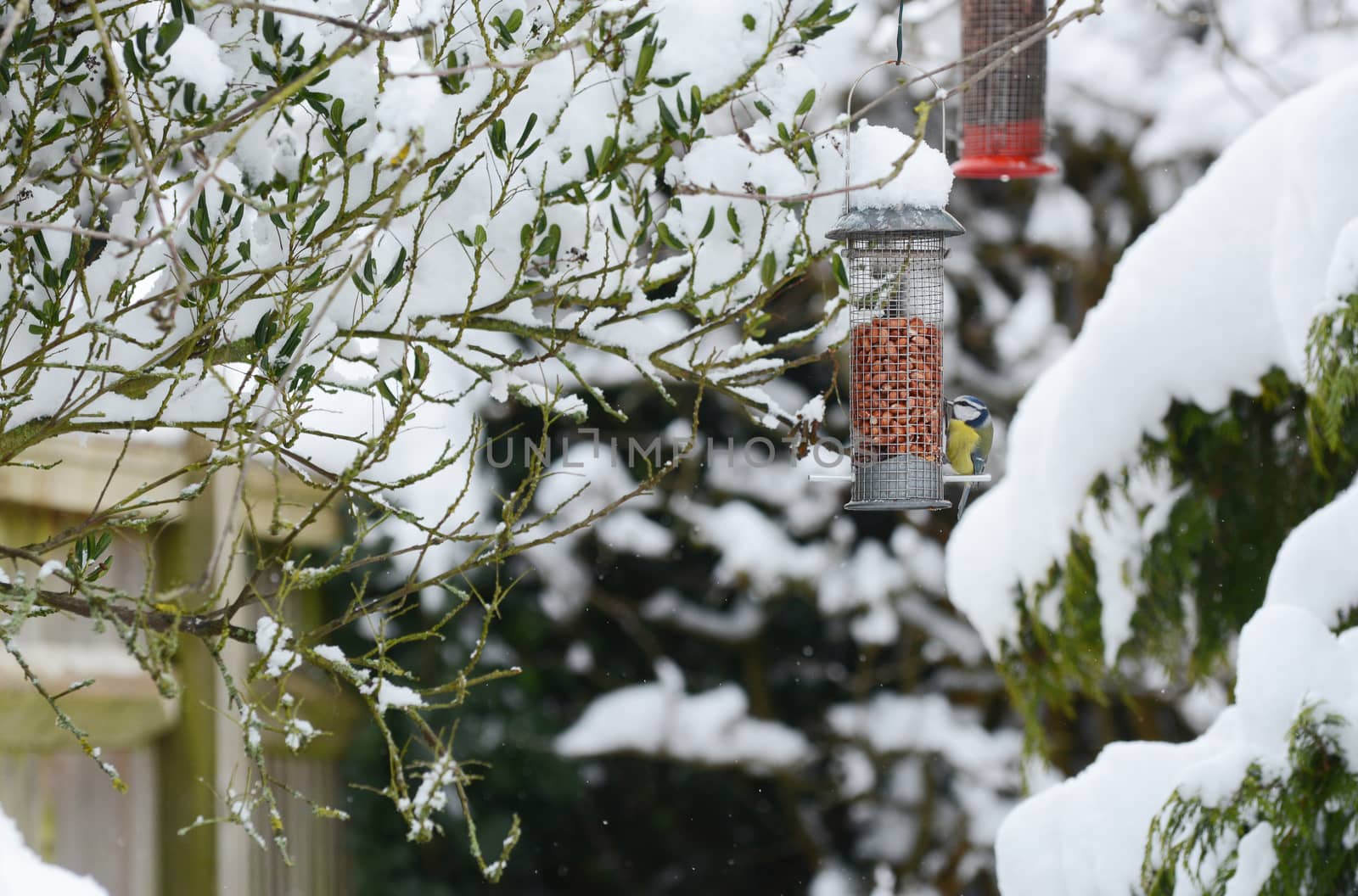 Blue tit takes peanuts from bird feeder in winter. Trees and plants beyond covered in thick snow.