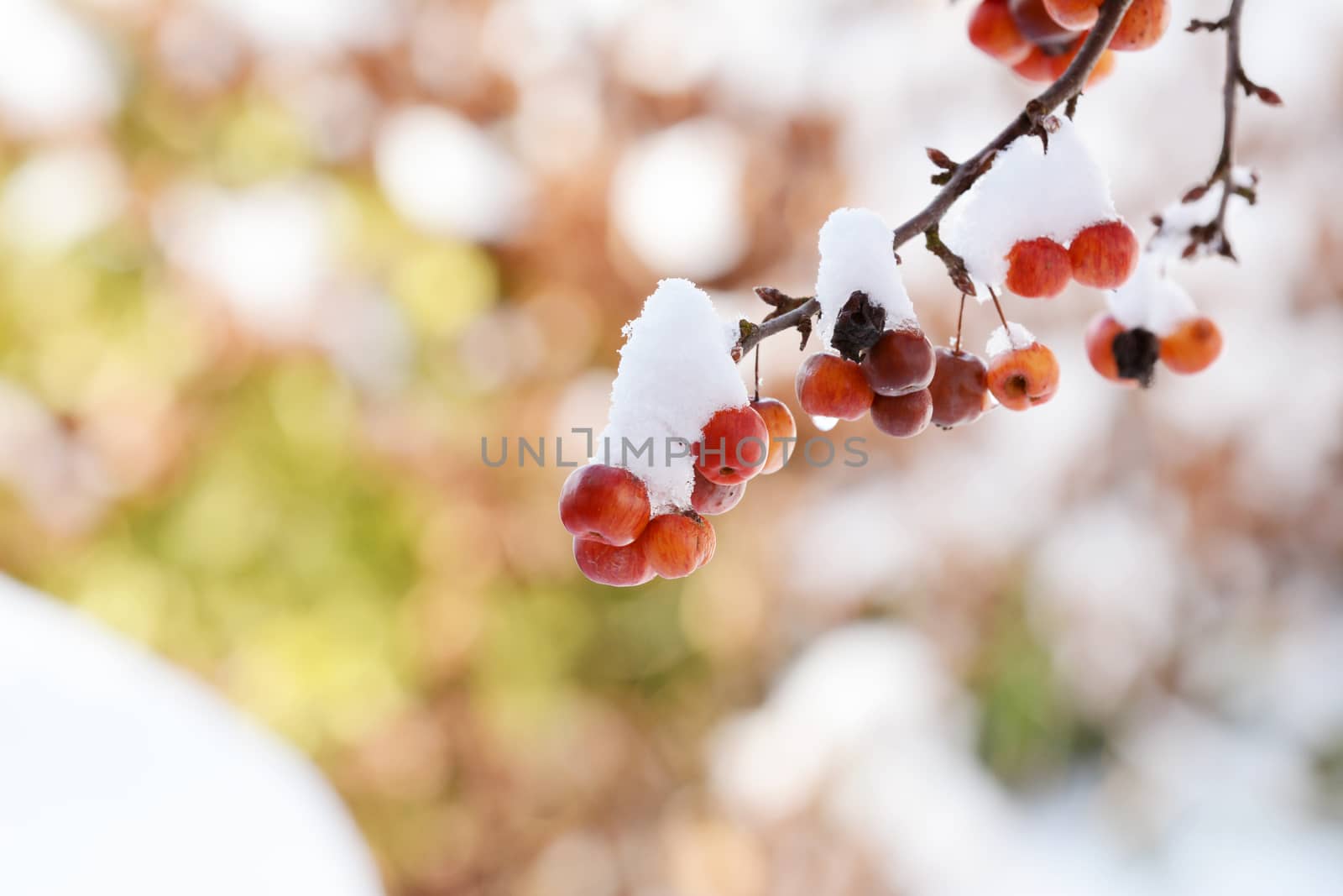 Clusters of red crab apples hanging from a branch, covered in a layer of snow. Dappled colourful background beyond.