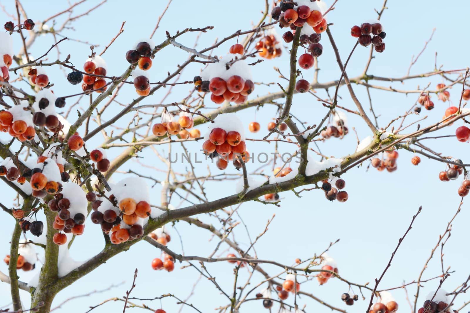 Bare branches of crab apple tree with clusters of red fruit covered in snow