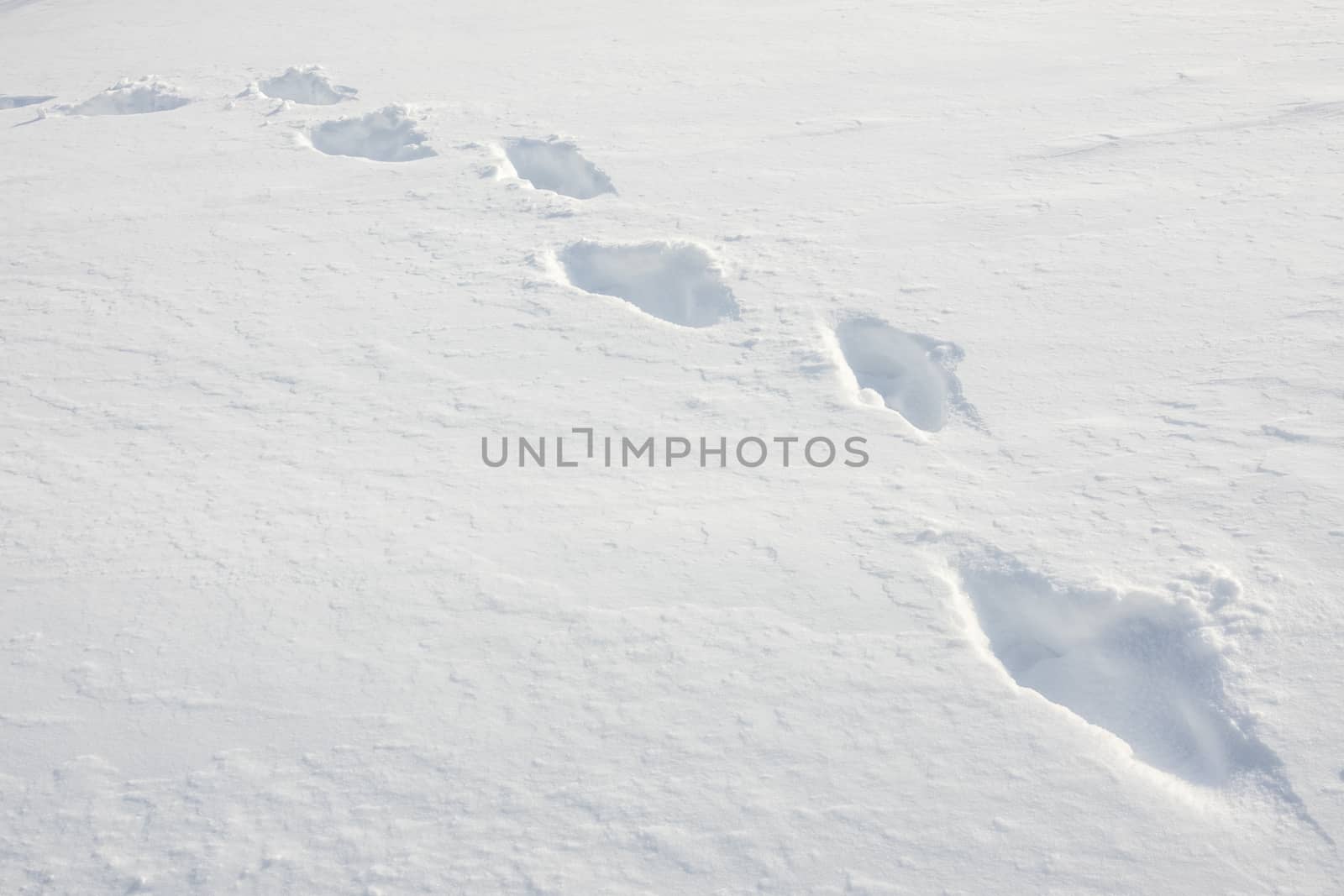 A Trail Of Footprints Through Fresh Deep Snow