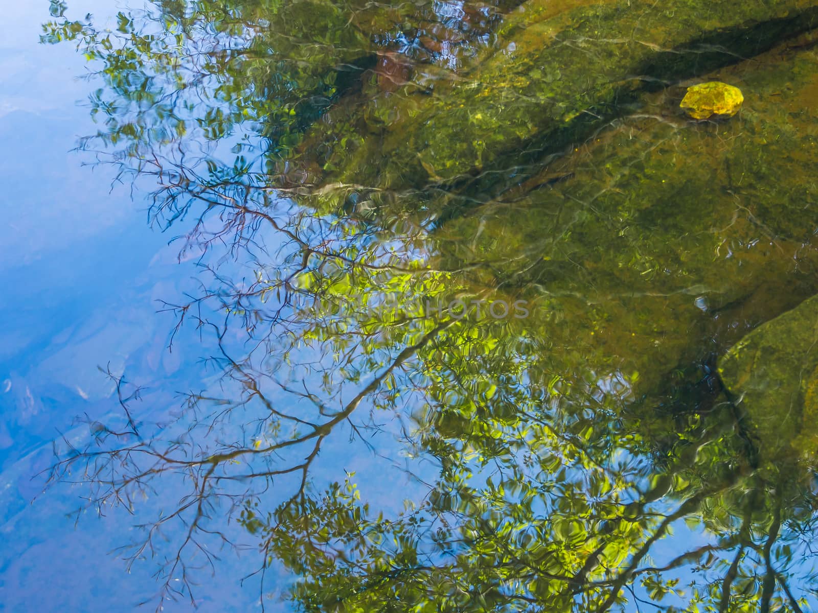 Rain forest trees reflected on the river, water surface like mirror