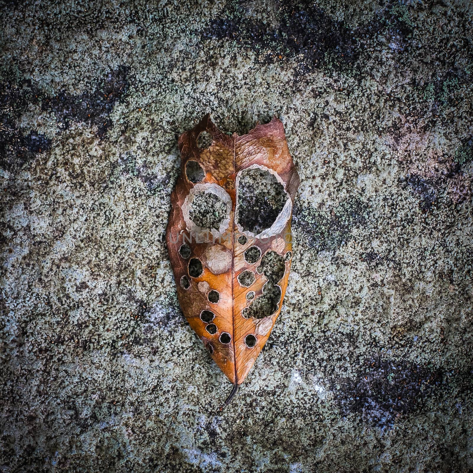 dry leaf in form of face on the stone