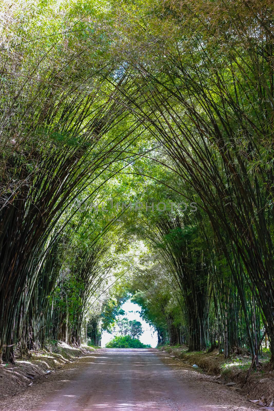 Bamboo tunnel at organic farm  by simpleBE