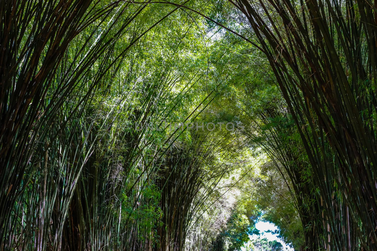 Bamboo tunnel at organic farm  by simpleBE