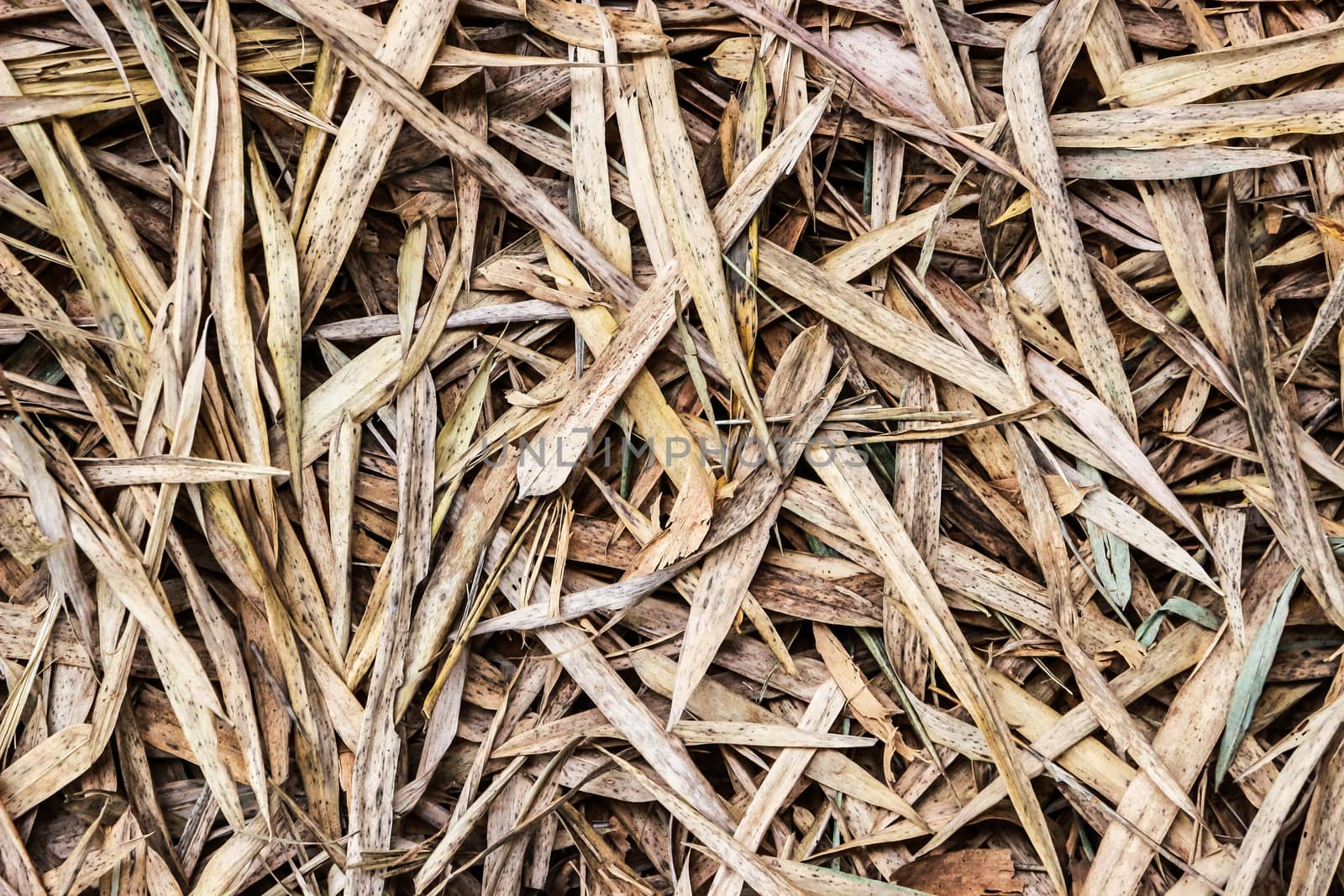 Close up of dry bamboo leaves on the ground, use as backfround.