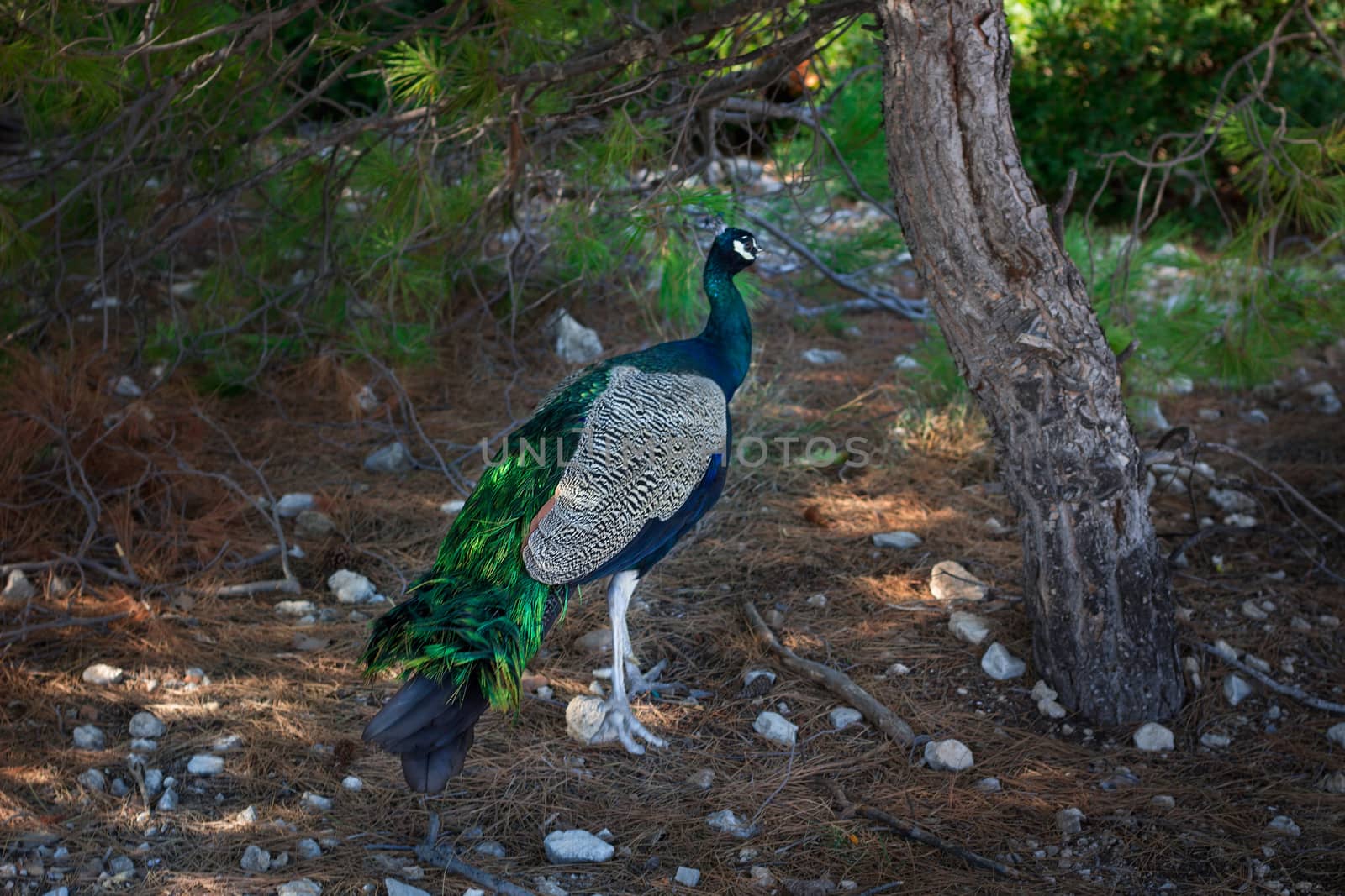 Colorful blue multicolored peacock walking under trees on sunny day