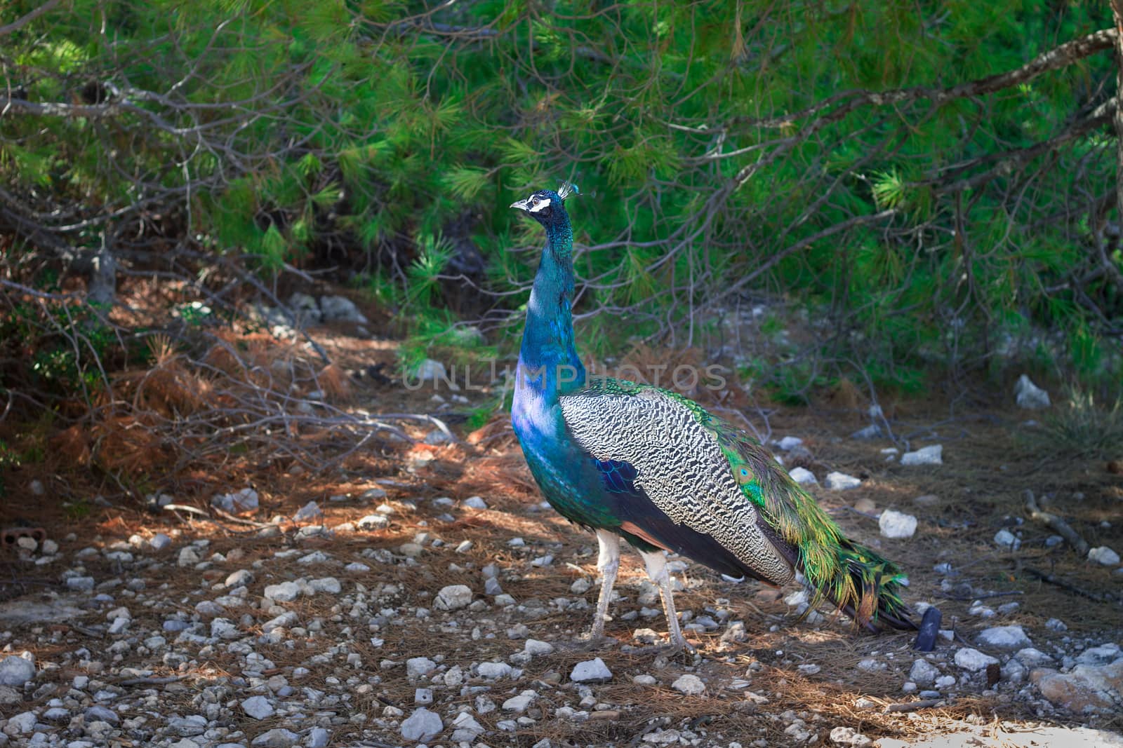 Colorful blue multicolored peacock walking under trees on sunny day