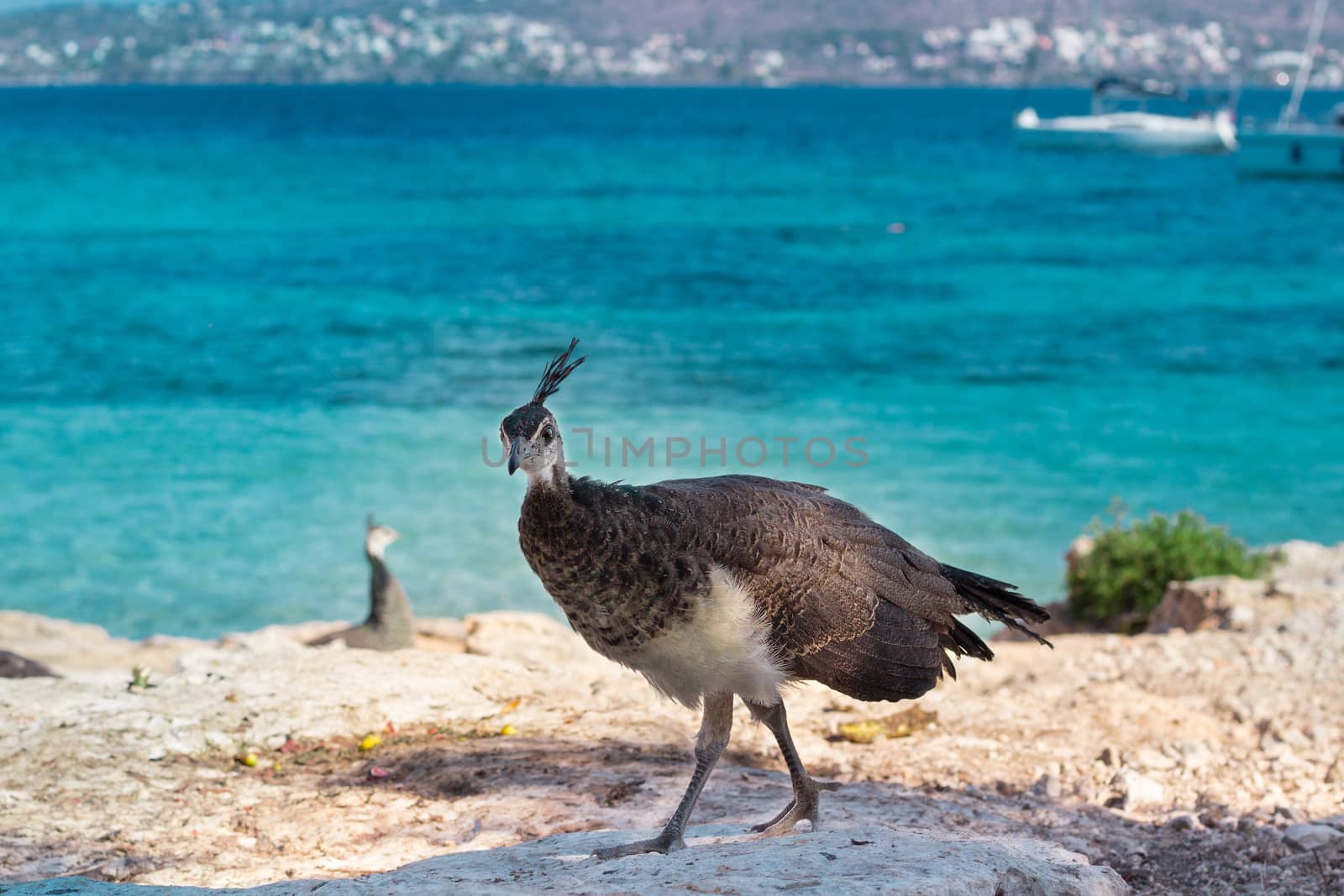 Flock of colorful peacocks walking on coastal rocks of Mediterranean sea