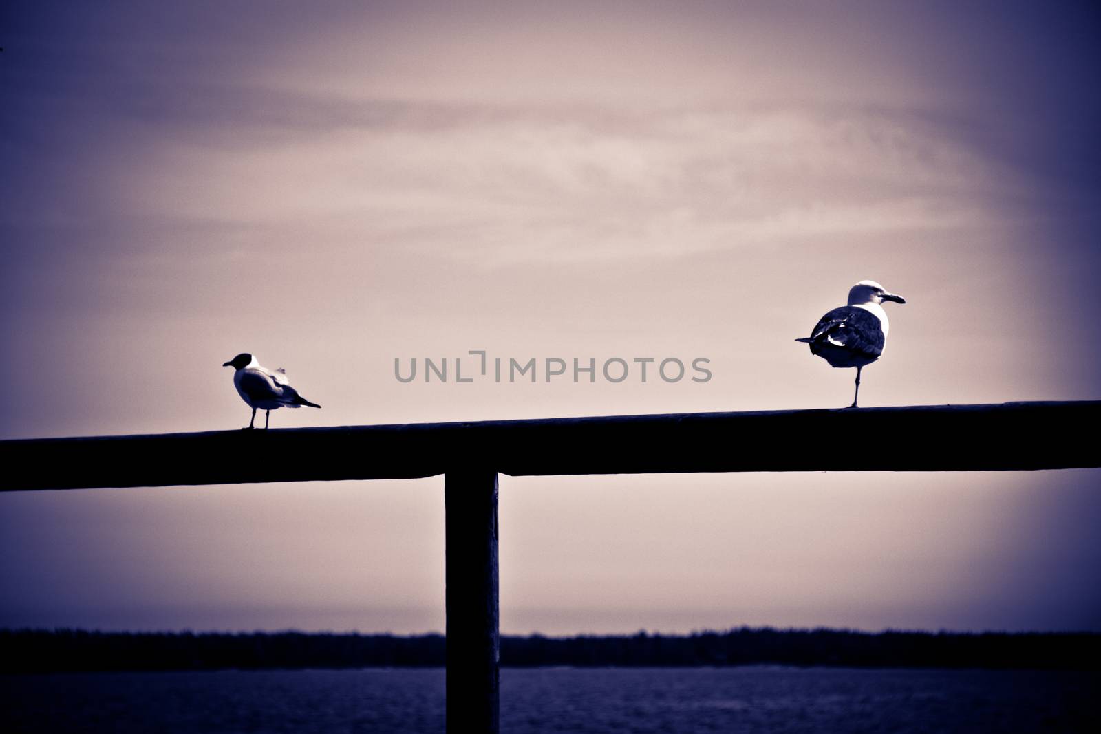 Two birds on the plank by leorantala