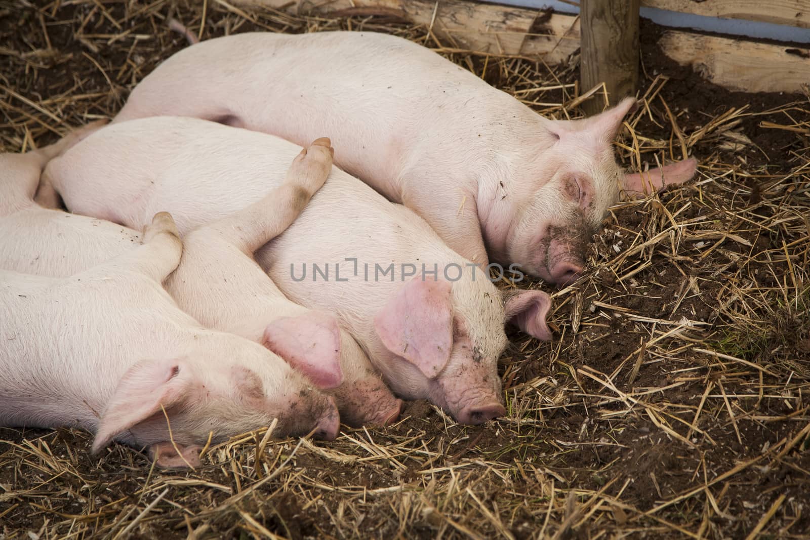 Four piglets sleeps together in the enclosure.