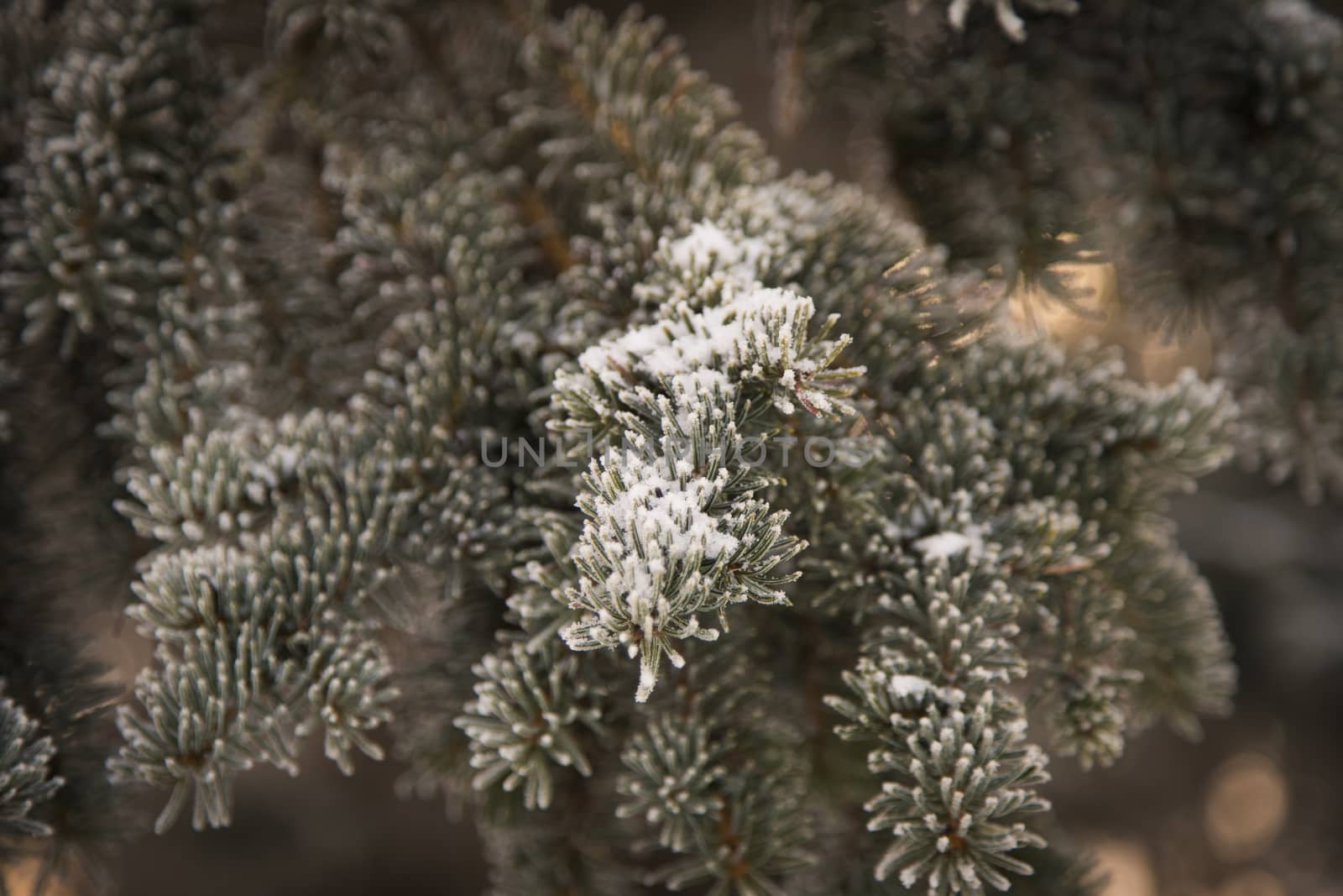 Frozen spruce branch. Picture taken in the middle of winter, in January.