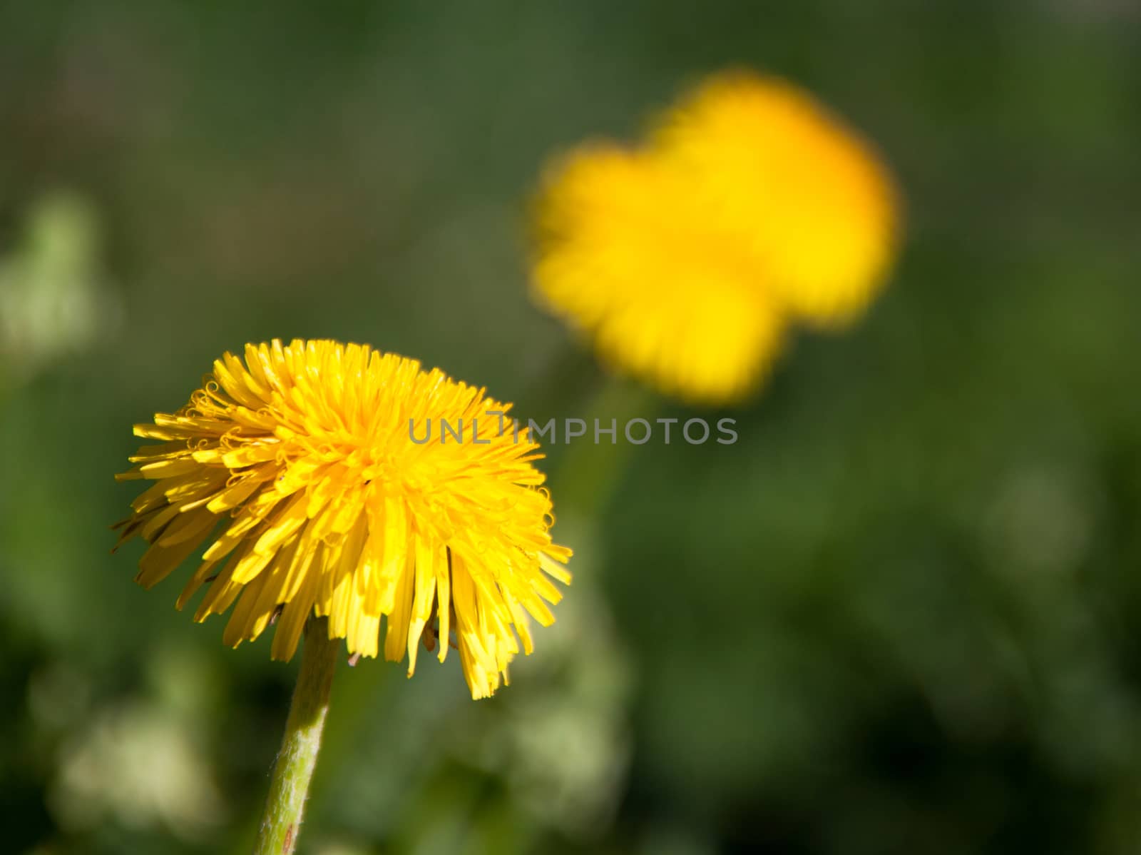 Close up of dandelion. The background also shows more dandelions.