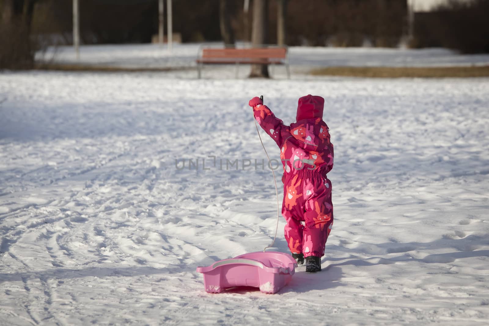 The girl pulls the sled behind her. Great time in winter.