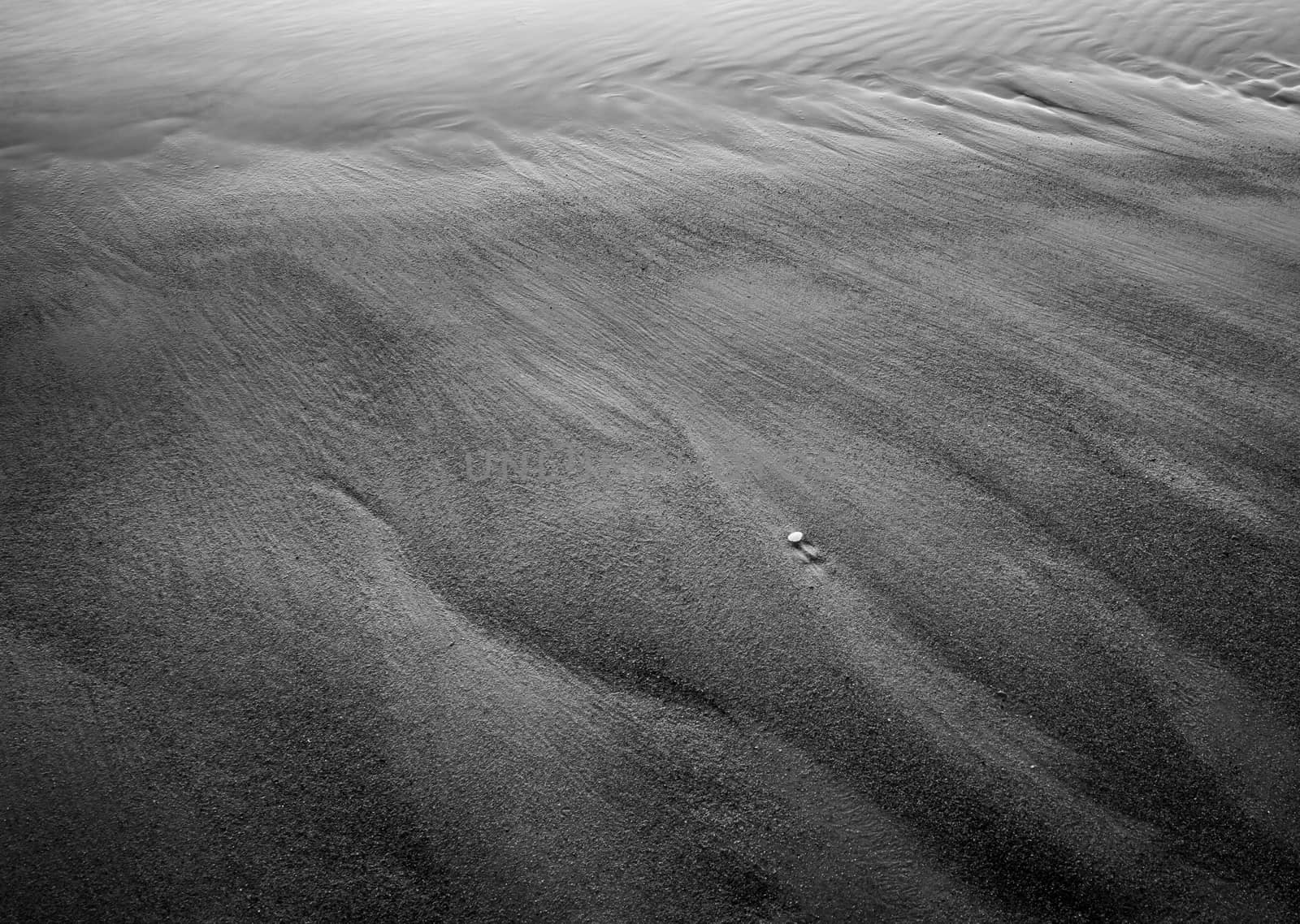 A lonely shell on the beach. The picture is black and white.