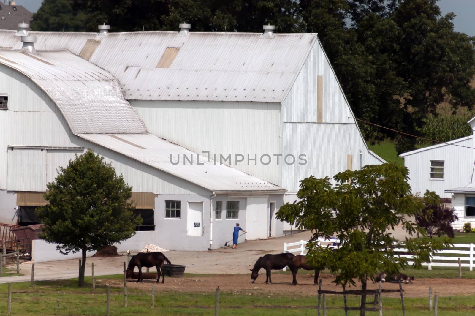 Amish Farm with Woman Working, White Barn and  Horses feeding on a Sunny Day