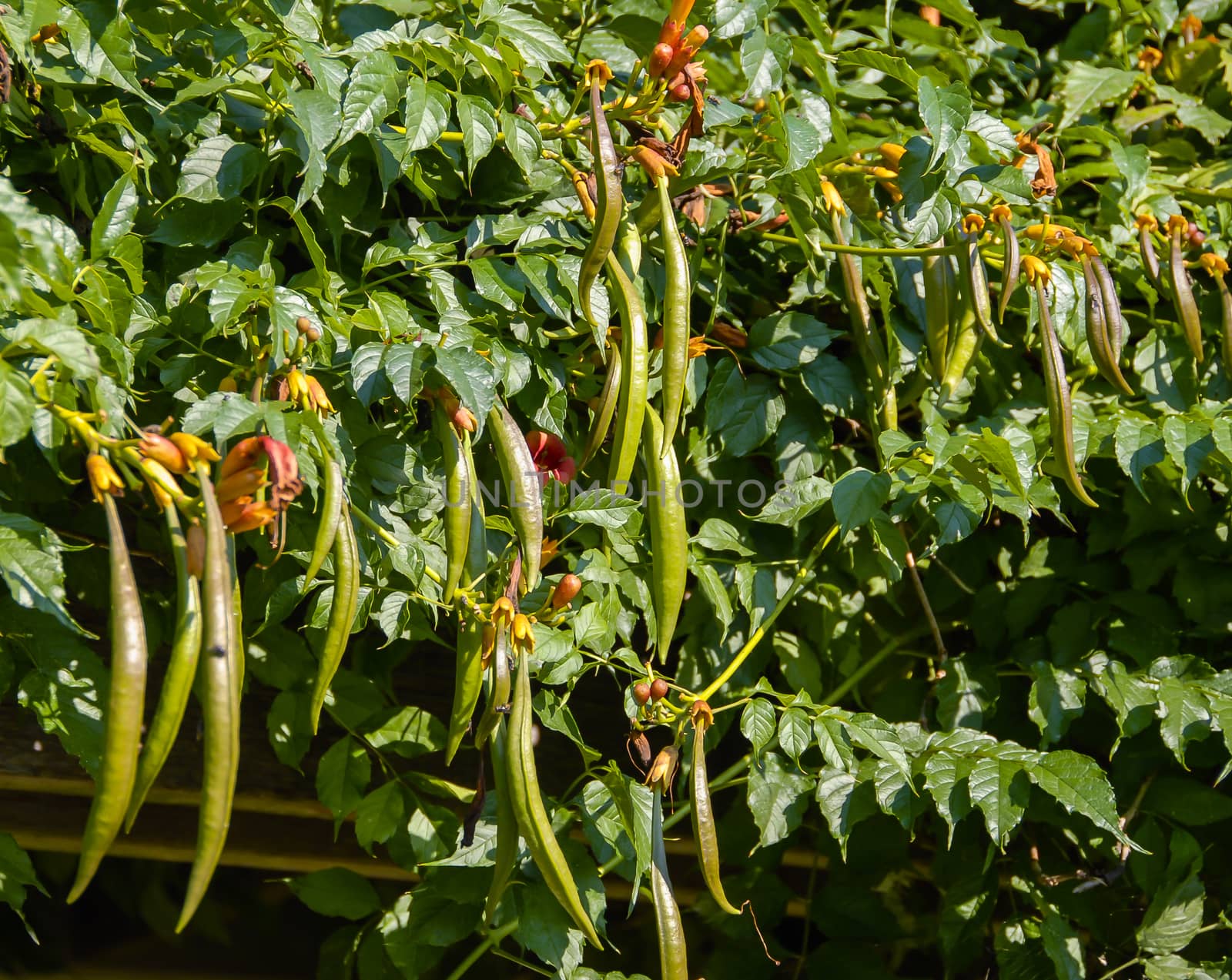 Green Leaves Flowers and Seed Pods on a Summer Day