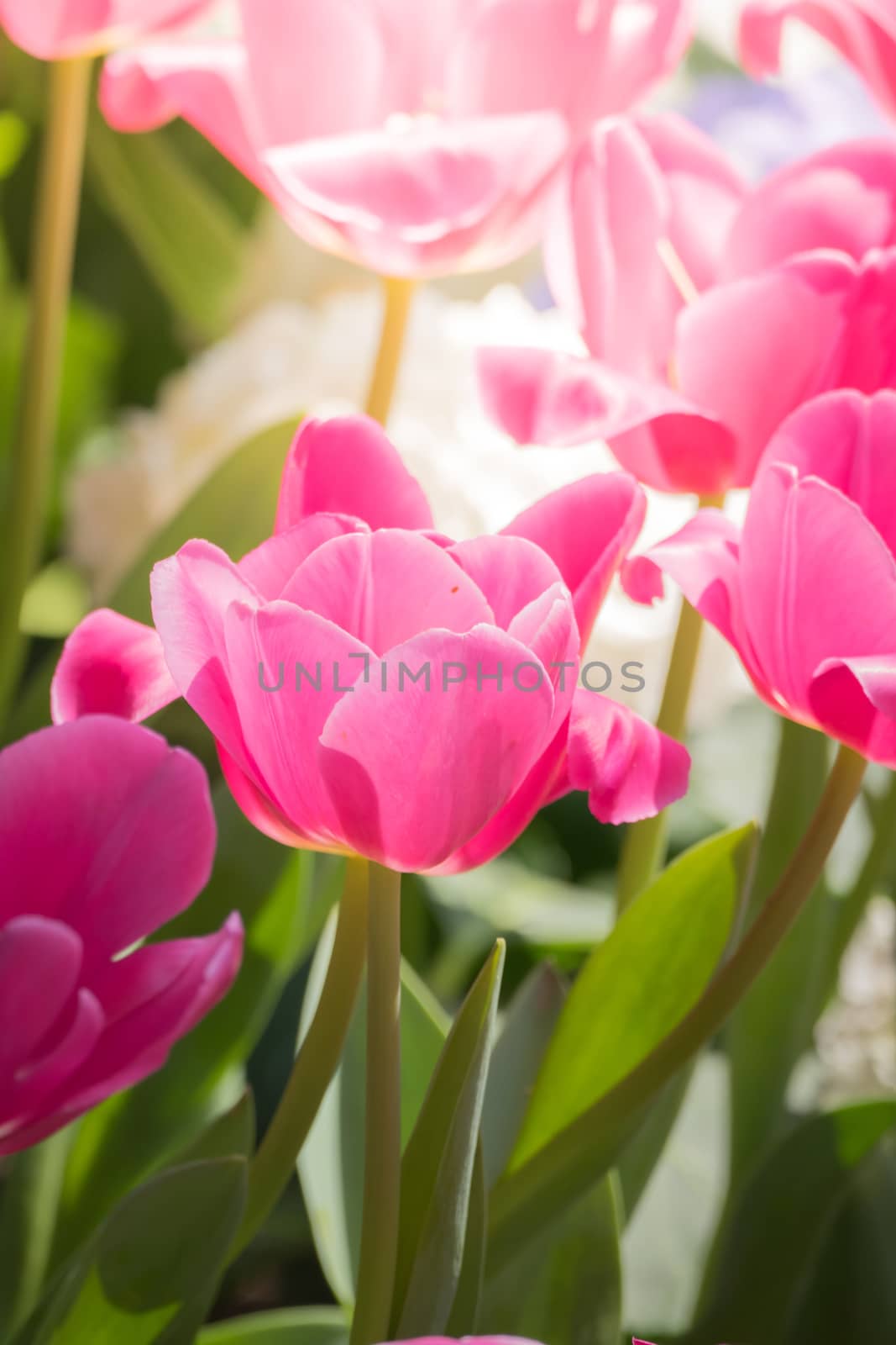 Beautiful bouquet of tulips. colorful tulips. nature background by teerawit