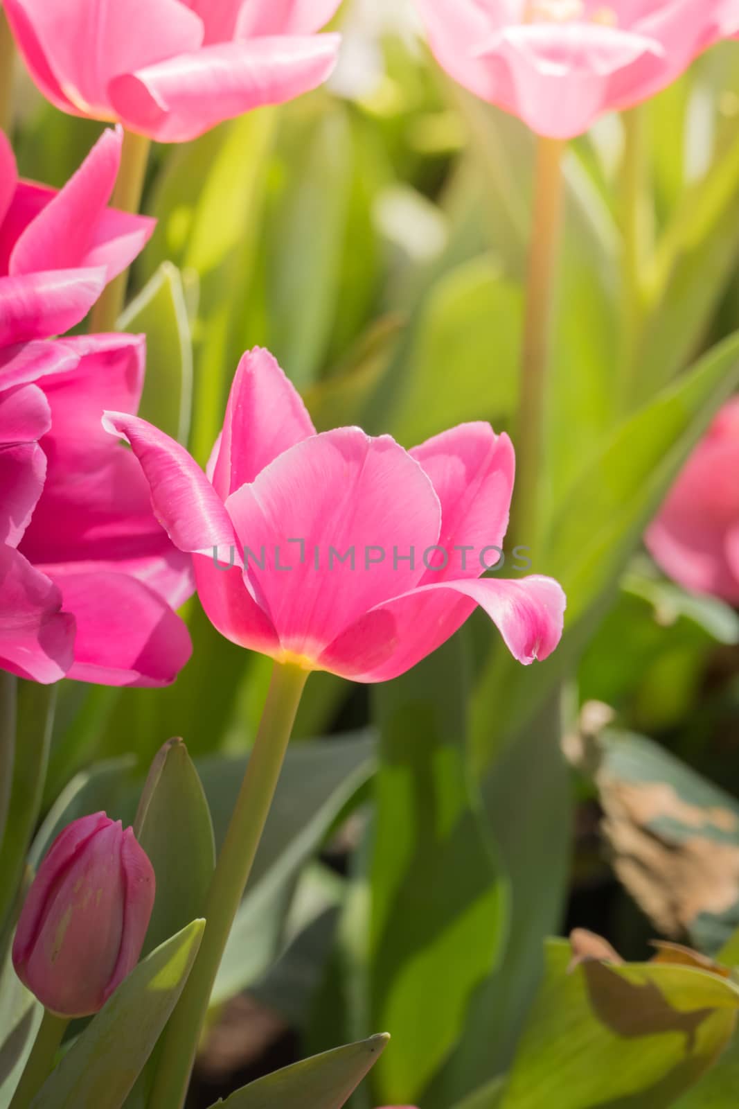 Beautiful bouquet of tulips. colorful tulips. nature background by teerawit