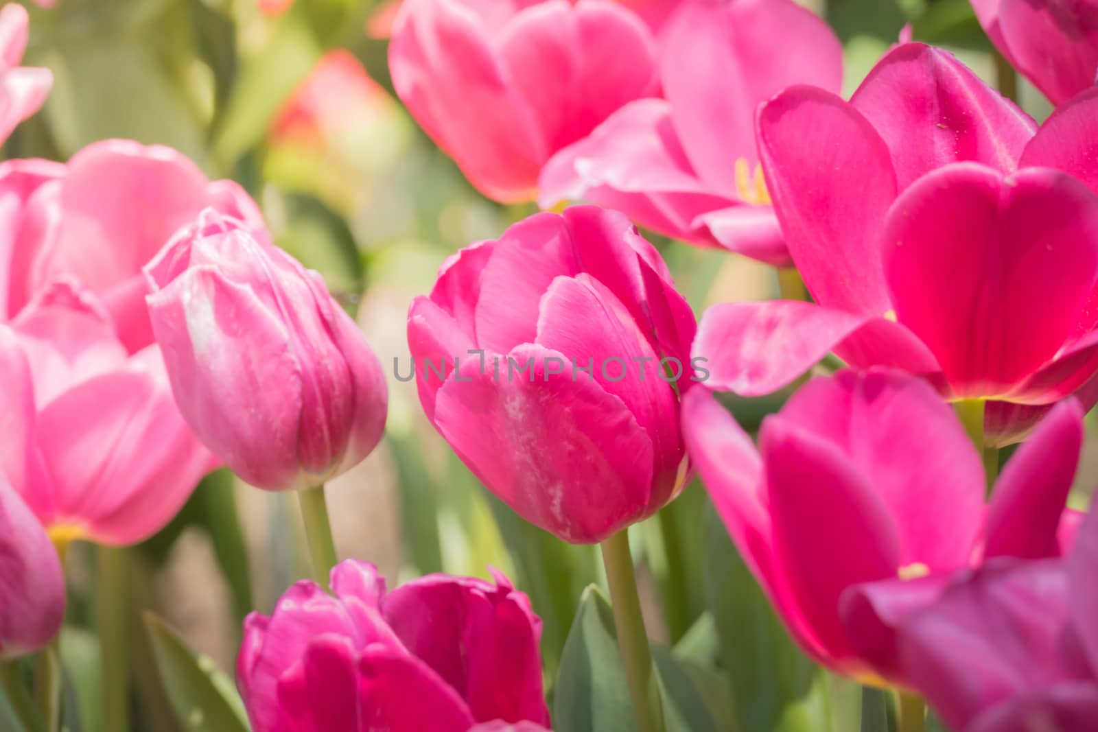 Beautiful bouquet of tulips. colorful tulips. nature background by teerawit