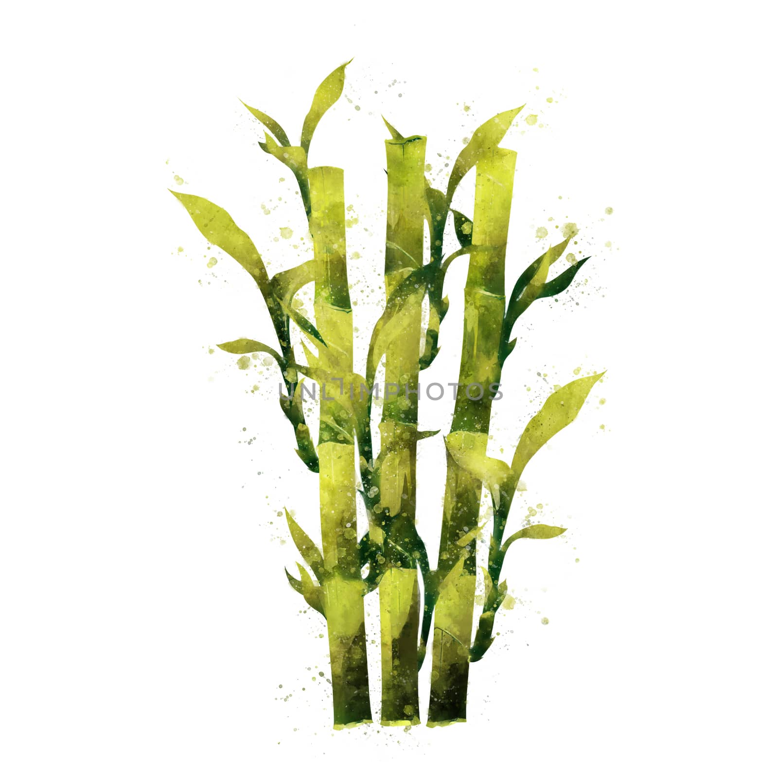 Bamboo on white background. Watercolor illustration by ConceptCafe