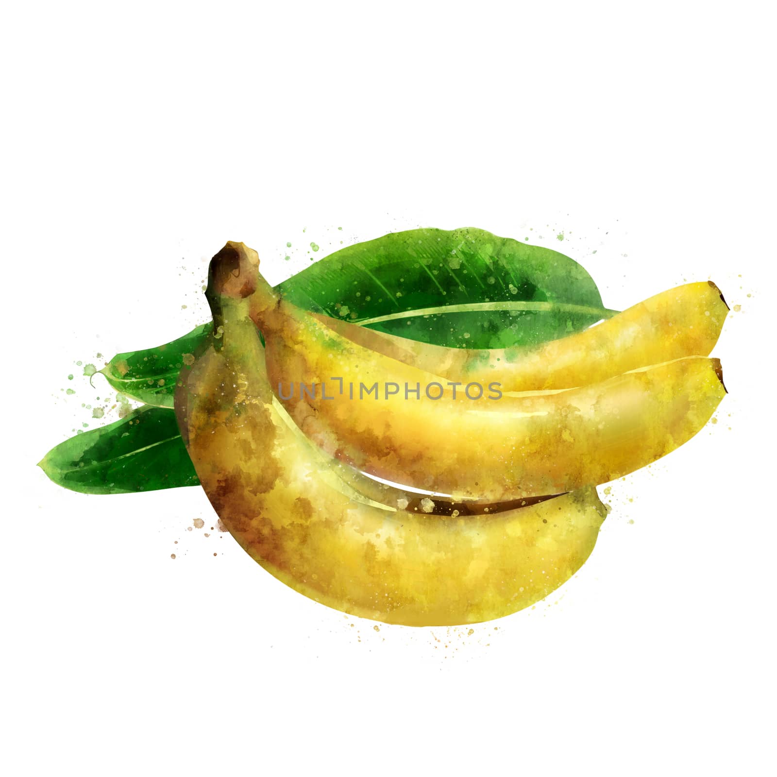 Banana on white background. Watercolor illustration by ConceptCafe