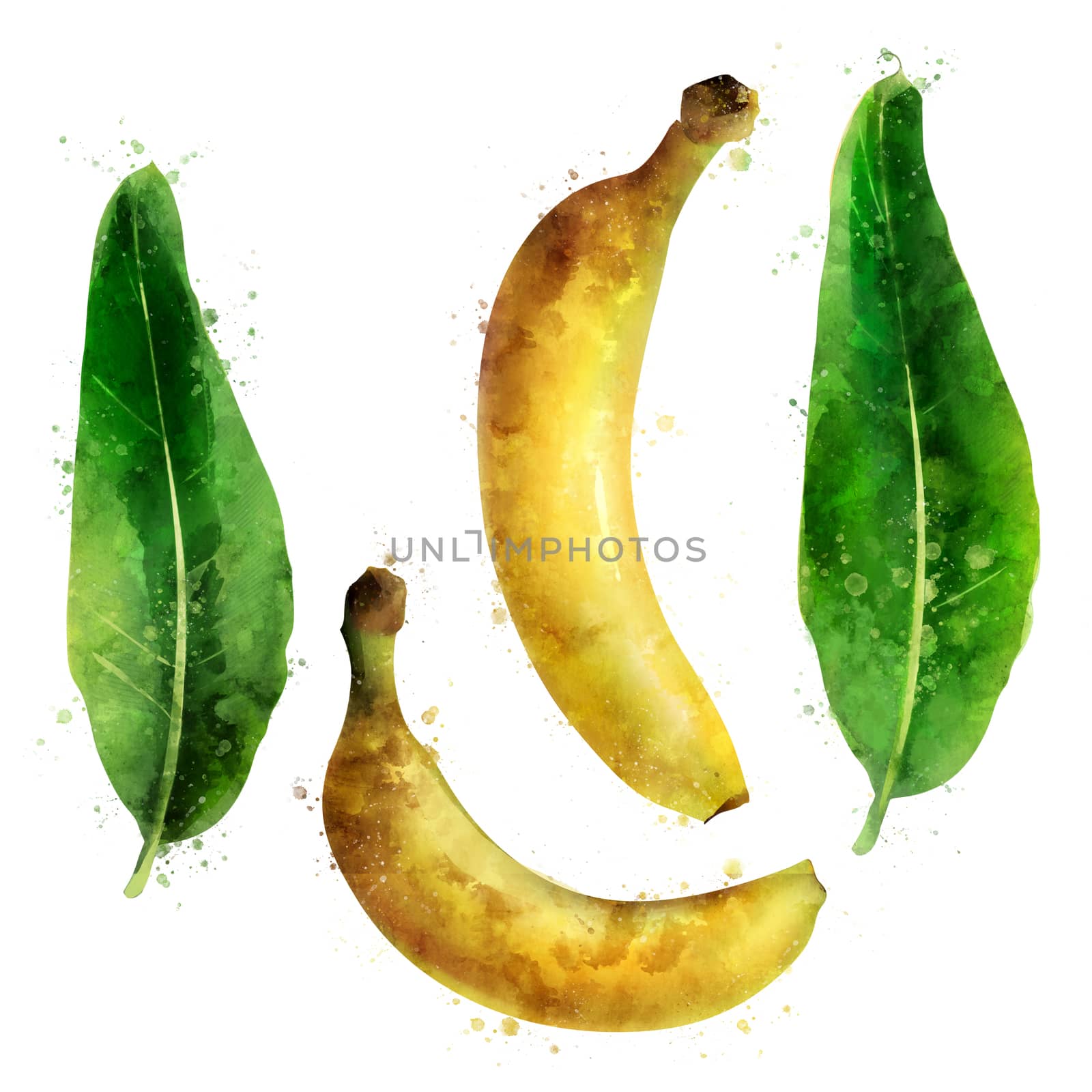 Banana on white background. Watercolor illustration by ConceptCafe