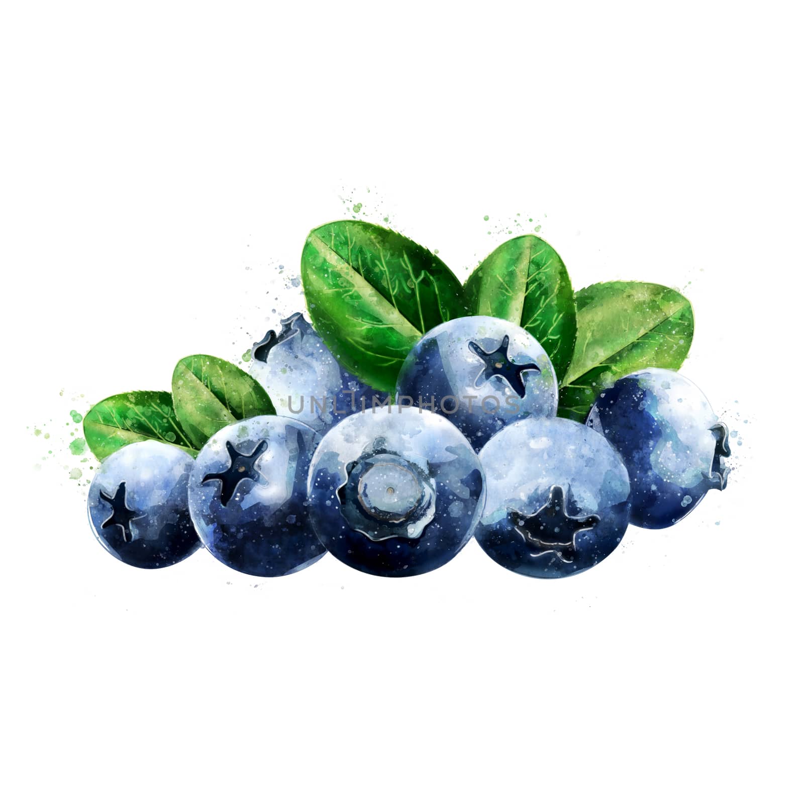 Blueberries on white background. Watercolor illustration by ConceptCafe