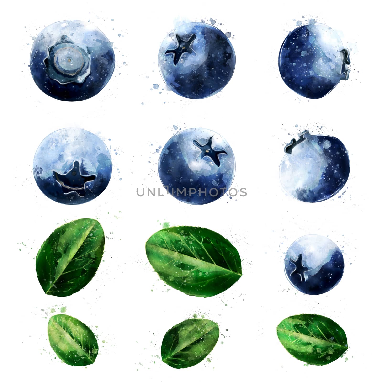 Blueberries, isolated hand-painted illustration on a white background