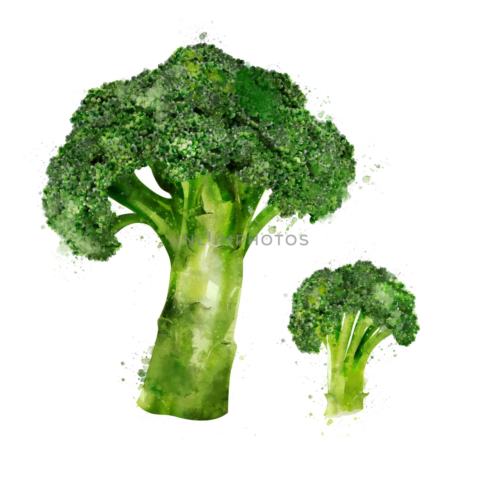 Broccoli, isolated illustration on a white background