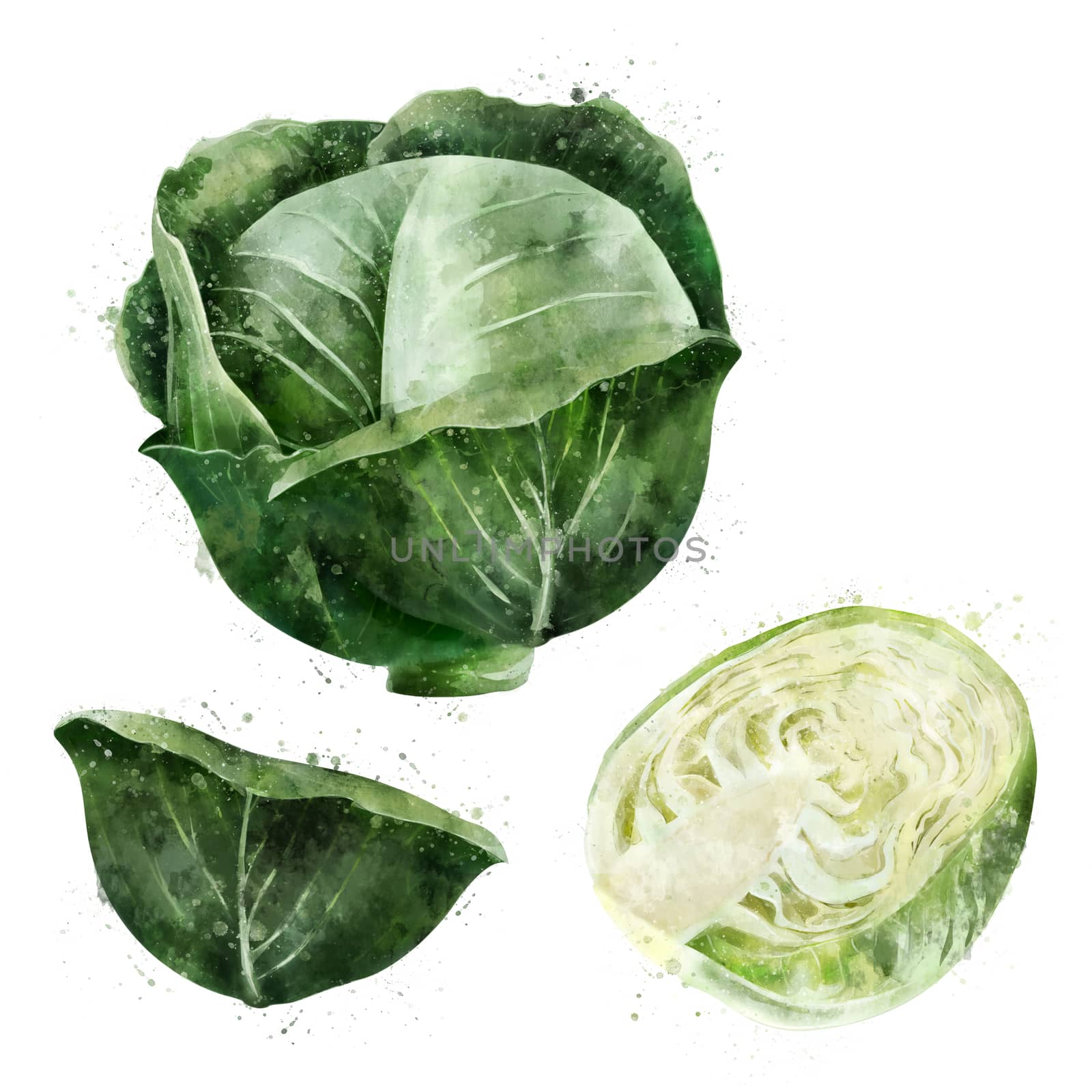 Cabbage on white background. Watercolor illustration by ConceptCafe