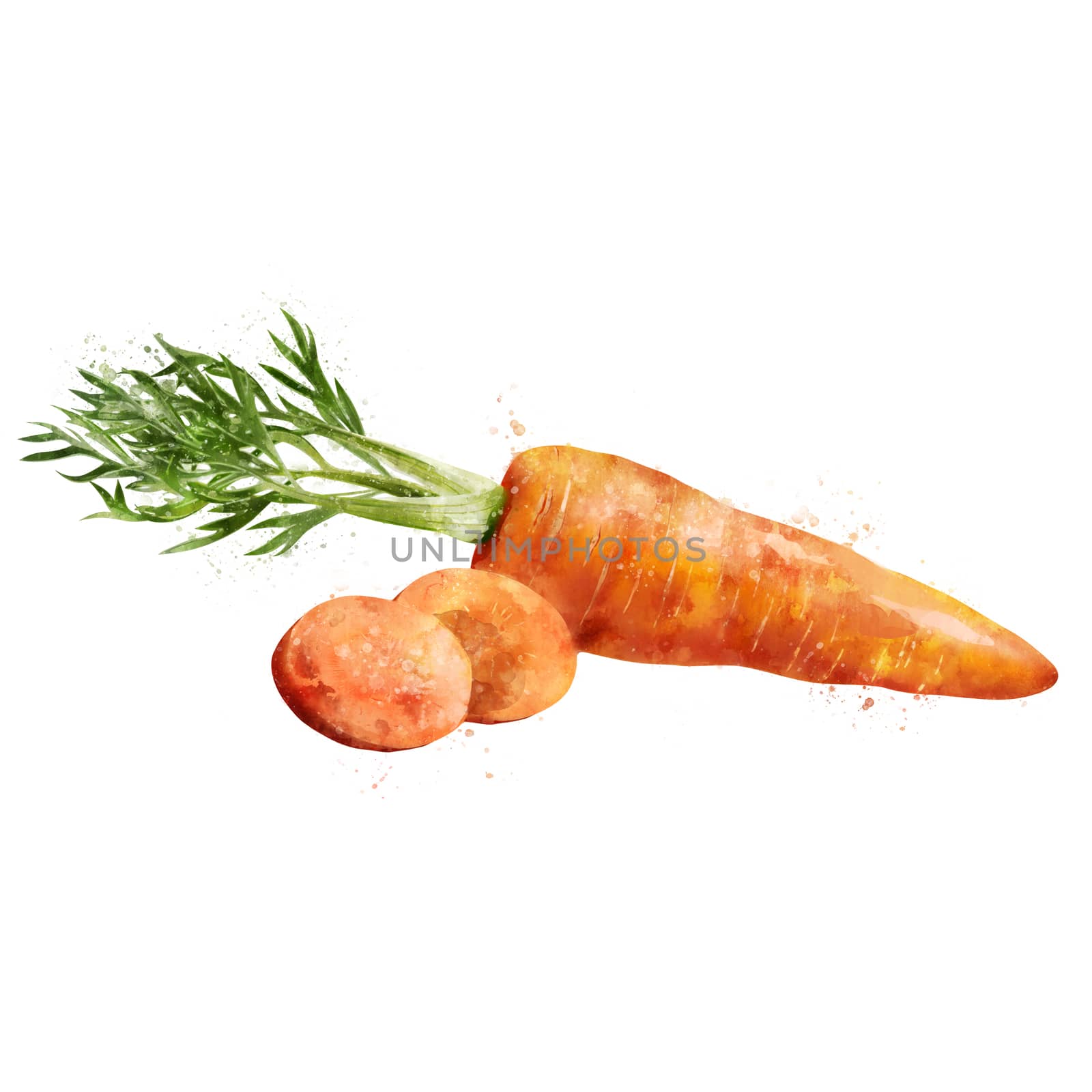 Carrot, isolated illustration on a white background