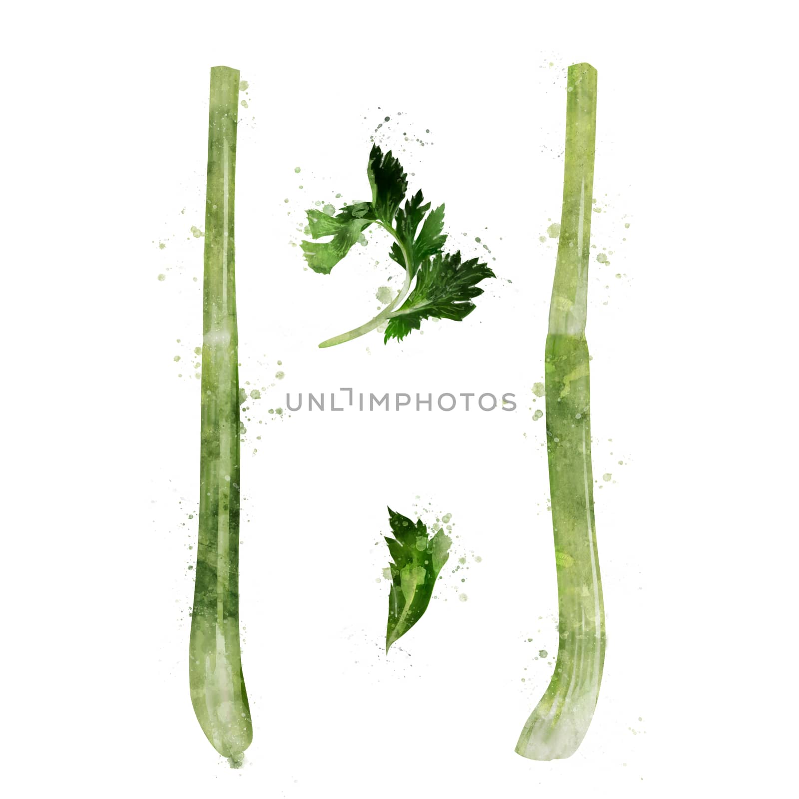 Celery, isolated illustration on a white background